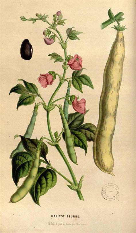 Ilustración botánica de la planta de poroto (Phaseolus vulgaris)