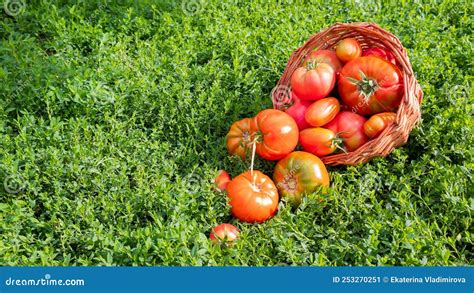 tomates frescos en una cesta