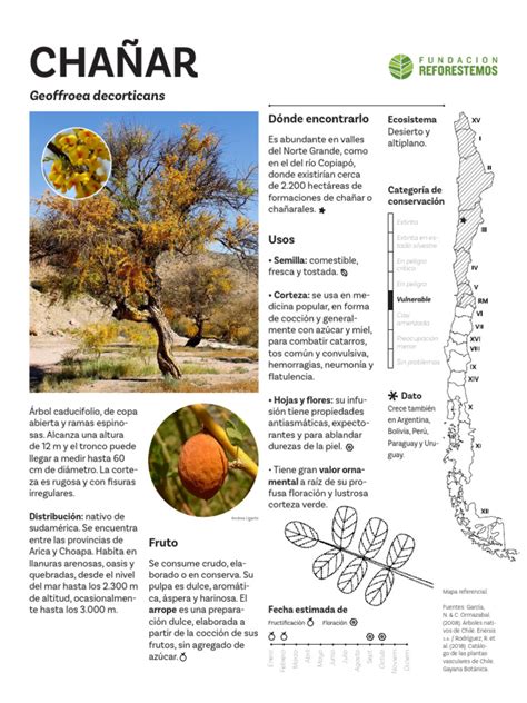 Esquema botánico del chañar con detalle de sus frutos