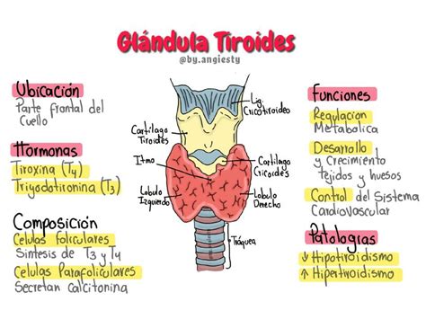 esquema ilustrando la glándula tiroides y su relación con el yodo