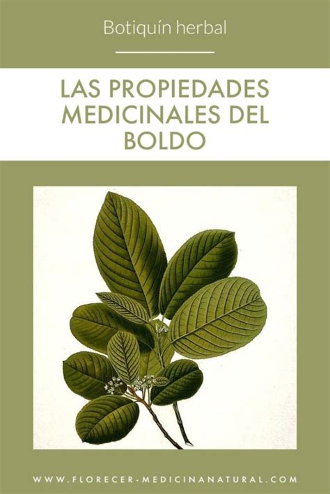 Infografía de hierbas digestivas como boldo, bailahuén, manzanilla y cúrcuma