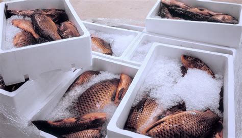 Tabla con tiempos de almacenamiento óptimo de pescados y mariscos