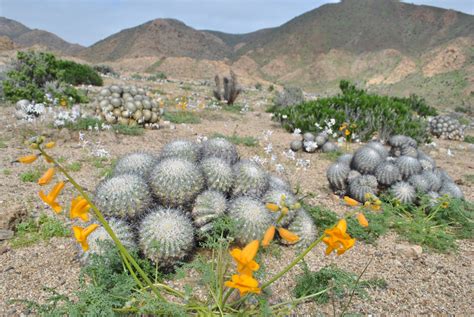 paisaje-costero-con-vegetacion-y-neblina-parque-nacional-pan-de-azucar