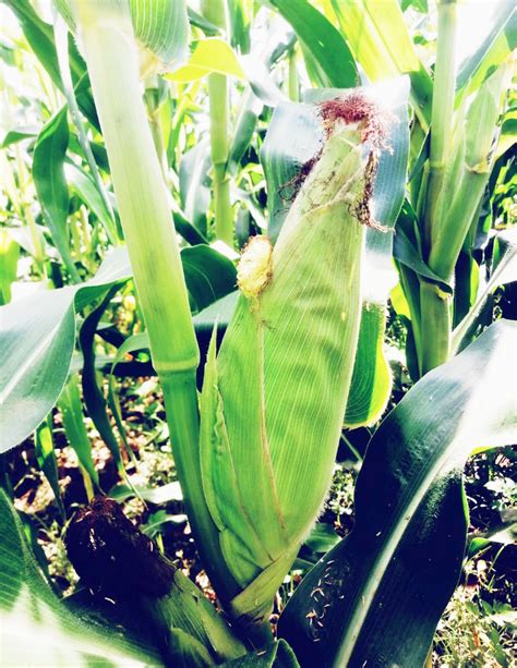 Campo de maíz choclero en fase de maduración