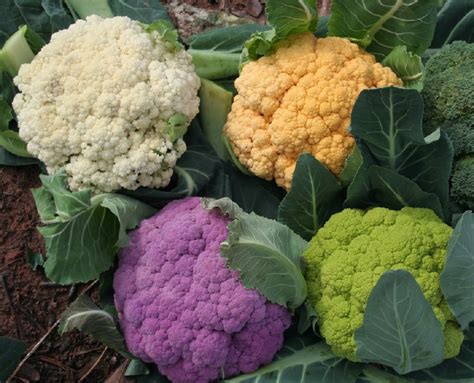 Variedades de coliflor de diferentes colores (blanca, verde, morada, amarilla)