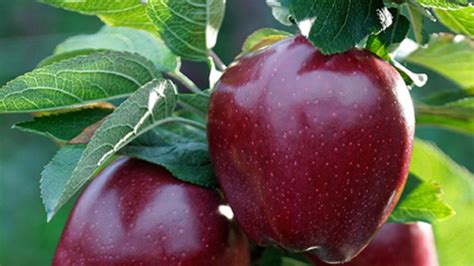 manzana Red Delicious de color rojo intenso