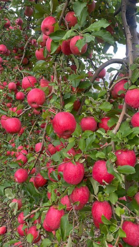 manzana Lady William cónica con tonos rosados