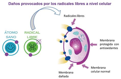 Diagrama de la acción de los antioxidantes en las células
