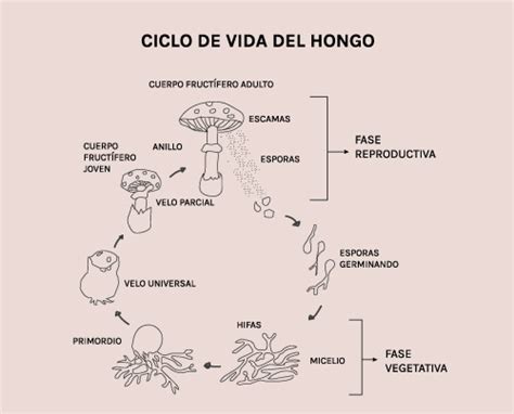 Esquema del crecimiento de los primordios hasta setas maduras