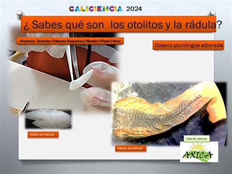 Infografía sobre la técnica de estudio de otolitos para determinar la edad de los peces