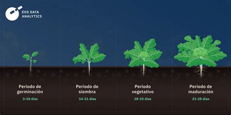 Campo de coliflor en diferentes etapas de crecimiento