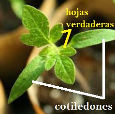 Plántulas de coliflor emergentes con cotiledones y primeras hojas verdaderas