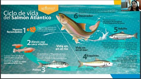 Esquema de un salmón atlántico con marcadores corporales
