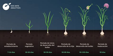 Infografía sobre las etapas clave del cultivo de ajo