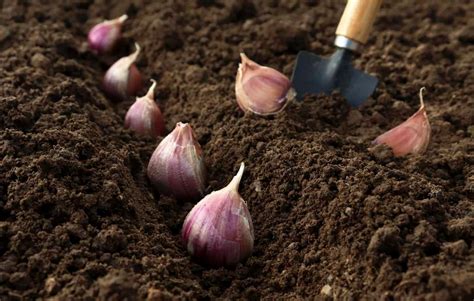 Gráfico mostrando las horas de sol óptimas para el cultivo de ajo