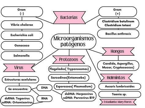 Esquema de microorganismos patógenos presentes en el agua