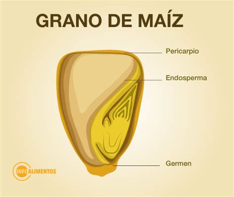 Esquema de la estructura anatómica del grano de maíz (pericarpio, endospermo, germen) con porcentajes de cada parte.