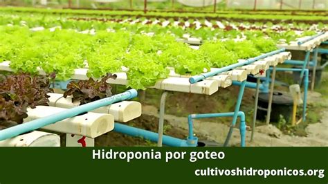Infografía mostrando un sistema de cultivo hidropónico en un entorno urbano