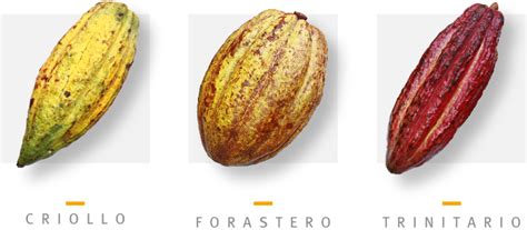 Ilustración de los diferentes tipos de vainas de cacao: Criollo, Forastero y Trinitario