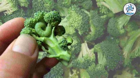 Brócoli fresco con pequeños gusanos visibles