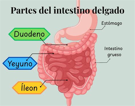 Ilustración de los órganos del sistema digestivo, destacando el intestino delgado y grueso.