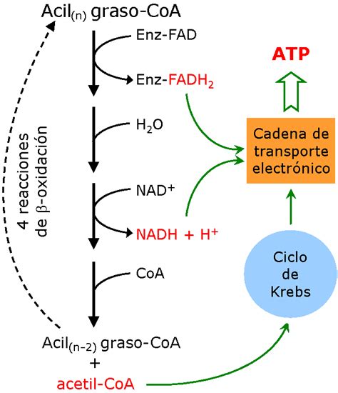 Esquema de la oxidación de las grasas en harinas