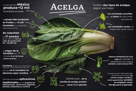 Ilustración variada de tipos de acelga con sus nombres