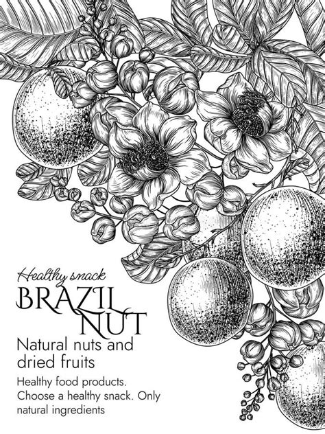 Ilustración de nueces de Brasil segregándose en un recipiente