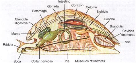 Esquema anatómico de un molusco bivalvo: muestra la concha, el manto, la rádula y los órganos internos principales.