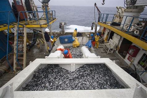 Infografía detallando los pilares de la pesca sostenible: cuotas, métodos selectivos, protección del hábitat y trazabilidad.