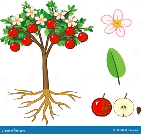 Ilustración de un manzano con frutos y flores.