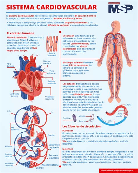 Infografía sobre los beneficios del chocolate en el sistema cardiovascular