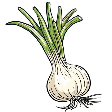 Dibujo de una cebolla con sus capas