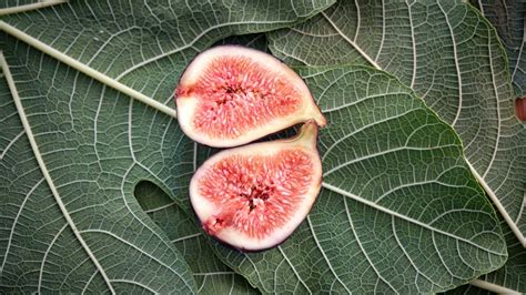 Frutos de higuera con hojas verdes