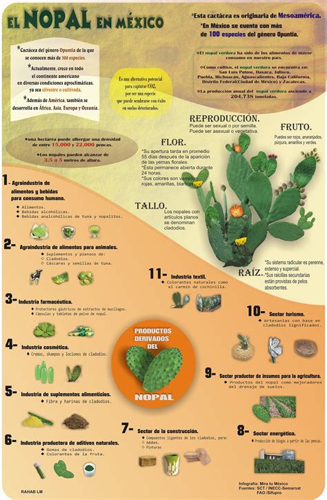 Infografía comparativa de los nutrientes del nopal, la piña y el apio.