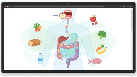Ilustración que muestra el proceso digestivo y cómo la bromelina y la fibra actúan.