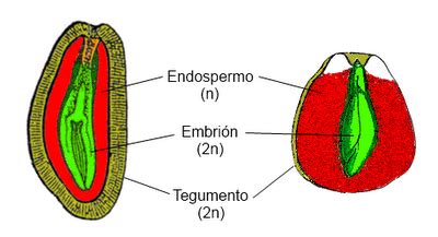 Esquema de un grano de maíz indicando el endospermo