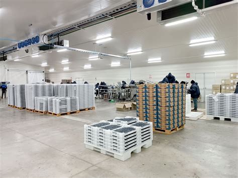 Interior de una planta de empaque de frutas con operarios y maquinaria
