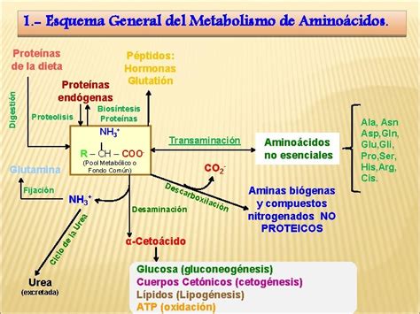 Esquema general del metabolismo de ácidos grasos