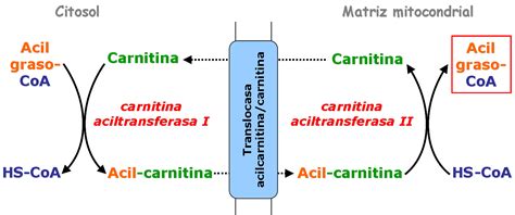 Diagrama del ciclo de la carnitina para el transporte de ácidos grasos