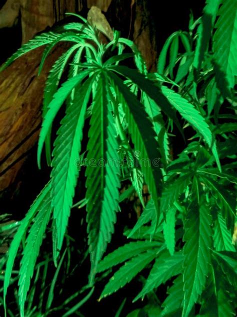 fotografía de una planta de cannabis vigorosa y orgánica