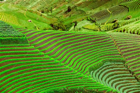 Campo de arroz en terrazas, un método de cultivo tradicional