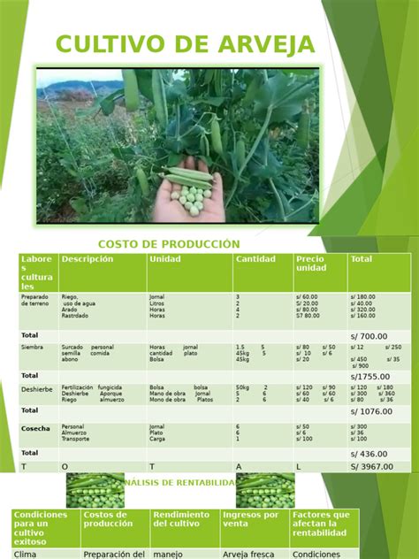 Infografía: Requerimientos nutricionales clave del cultivo de arveja por tonelada producida.