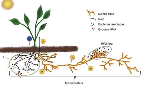 Esquema de la interacción simbiótica de bacterias nitrificantes (Bradyrhizobium) y hongos micorrícicos con las raíces de arveja.