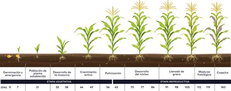 Infografía: Demanda de nutrientes en el cultivo de arveja según la etapa de desarrollo del cultivo y momentos clave para aplicaciones foliares.