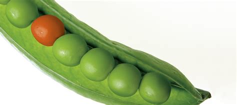 Ilustración que muestra cómo las arvejas pueden integrarse en una dieta equilibrada con otros alimentos saludables