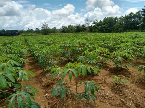 Campo de cultivo de yuca en una región tropical