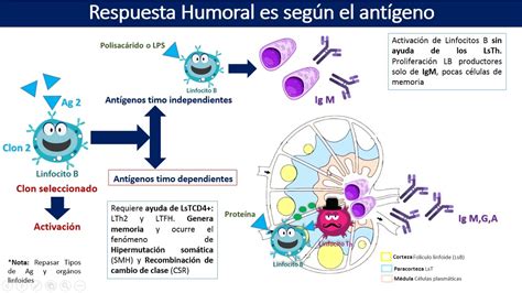 diagrama de la respuesta anafiláctica