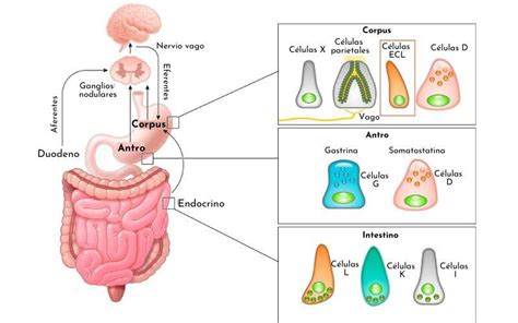 Ilustración del tracto gastrointestinal destacando las áreas donde pueden originarse el sangrado y la secreción mucosa.