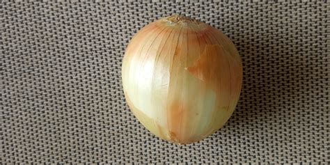 Fotografía de una cebolla de tamaño récord o excepcionalmente grande